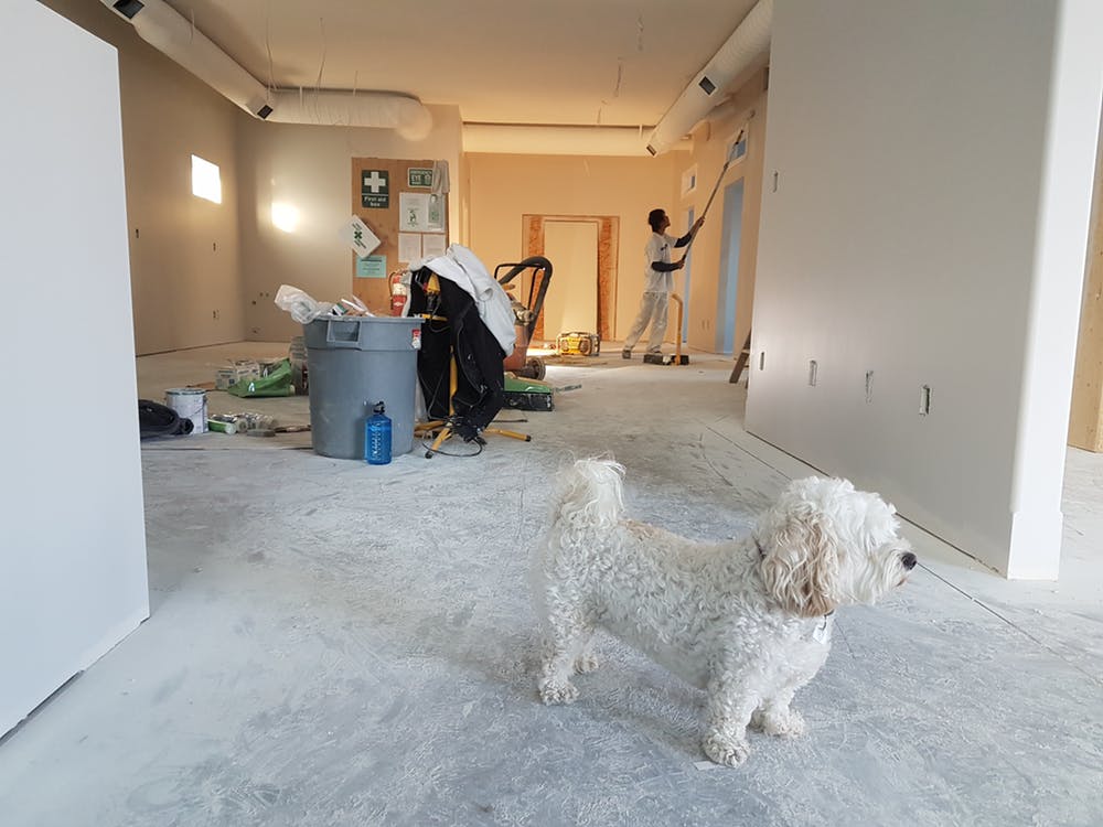 Dog observing home remodeling